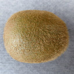 最好使的猫砂铲子品牌排行榜大揭秘