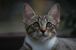 小猫猫砂铲子推荐品牌全解析
