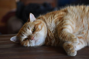 推荐给猫铲屎的铲子品牌，选一款让养猫生活更轻松的好帮手