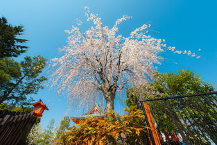 樱花水杯，邂逅春日里的清新与美好