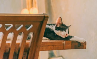 小猫陶瓷品牌，打造家居艺术新风尚