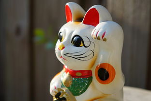 猫咪日本沐浴露品牌深度解析