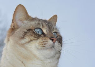 养猫族必看！盘点那些既耐猫爪又好清洗的沙发套品牌