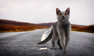 猫咪用的铲子品牌大盘点
