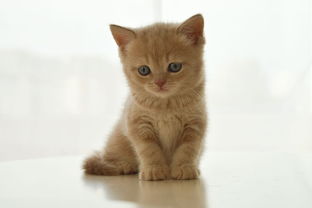 猫咪沐浴露品牌推荐，为爱猫的您精选优质产品