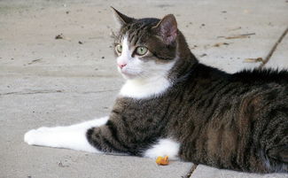 猫咪奶嘴喂奶专用品牌全解析