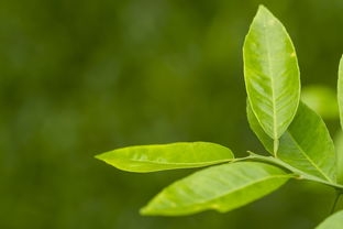怎样选择精品茶叶品牌—从入门到精通的选茶攻略