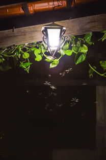 除尘吸甲醛植物推荐品牌