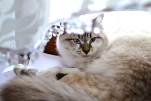 封面有个猫的面膜品牌，猫咪时尚美妆新宠