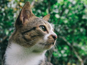 封面有个猫的面膜品牌，猫咪时尚美妆新宠