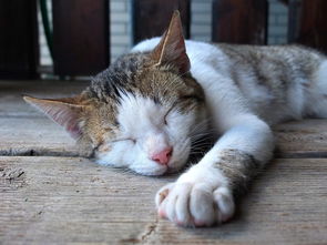 猫咪品牌专用沐浴露，守护喵星人的秘密武器