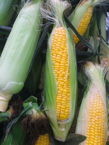 揭秘日本牧草玉米收割机品牌，高效、精准、值得信赖