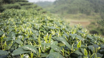 佛山毛尖茶叶品牌招商，共创茶叶事业新篇章！