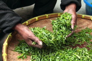 县级茶叶品牌工作方案详解，打造地方茶叶名片之路
