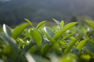 贵港龙井茶叶品牌，品质与传承的交融