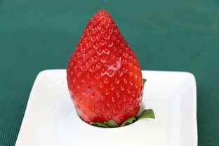 河北保定小蛋糕品牌，美味背后的故事与成功秘诀