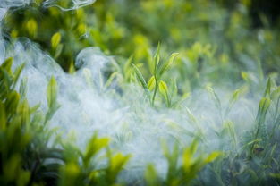 天津利川绿茶茶叶品牌，传承与创新的融合之旅
