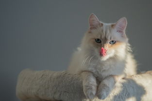 揭秘六只猫四个奶嘴背后的品牌故事