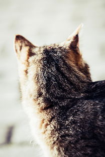 揭秘六只猫四个奶嘴背后的品牌故事