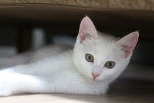 揭秘六只猫四个奶嘴背后的品牌故事