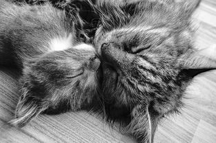 猫咪牙刷指套品牌，让宠物口腔健康不再是难题