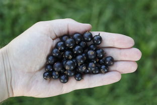 年货坚果品牌大盘点，选购不再迷茫