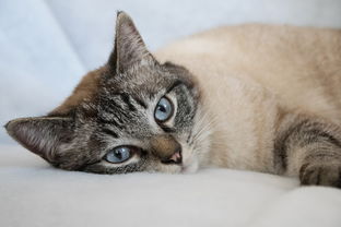 小奶猫专用奶嘴推荐品牌大解析