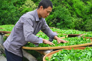 潮州买茶叶推荐品牌，这些品牌茶叶值得你信赖