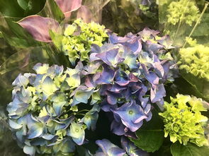 探索芬兰花软装品牌的魅力